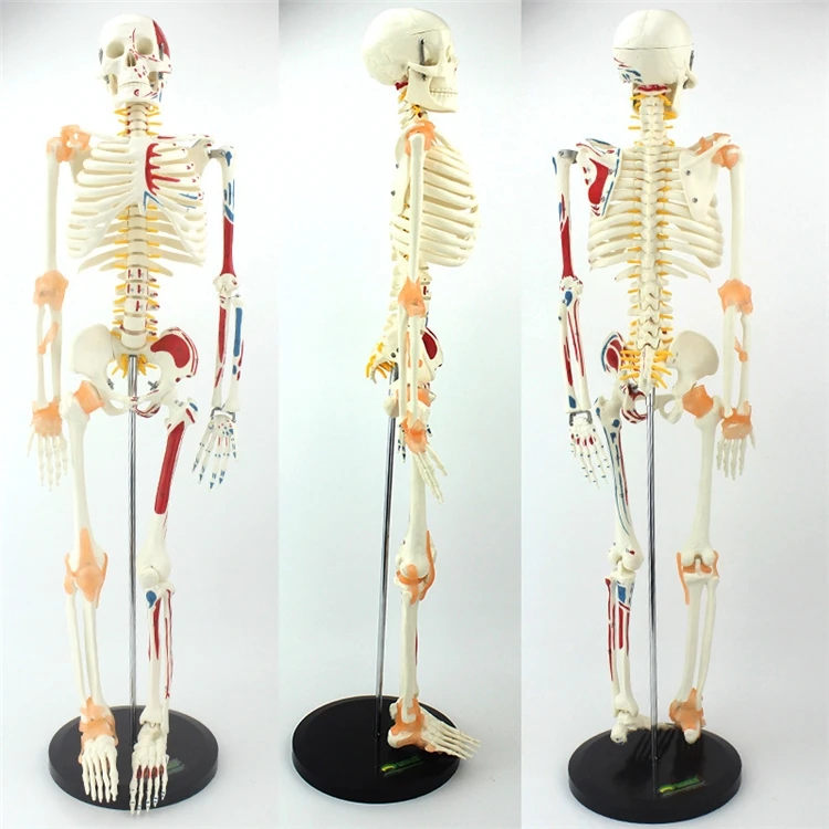 【HOT】Medical Education High Qu - Medical Lab Upgrade avaliação e preço