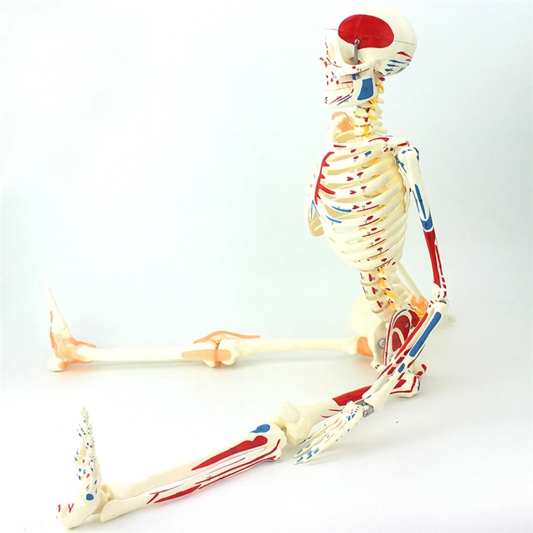 【HOT】Medical Education High Qu - Medical Lab Upgrade avaliação e preço