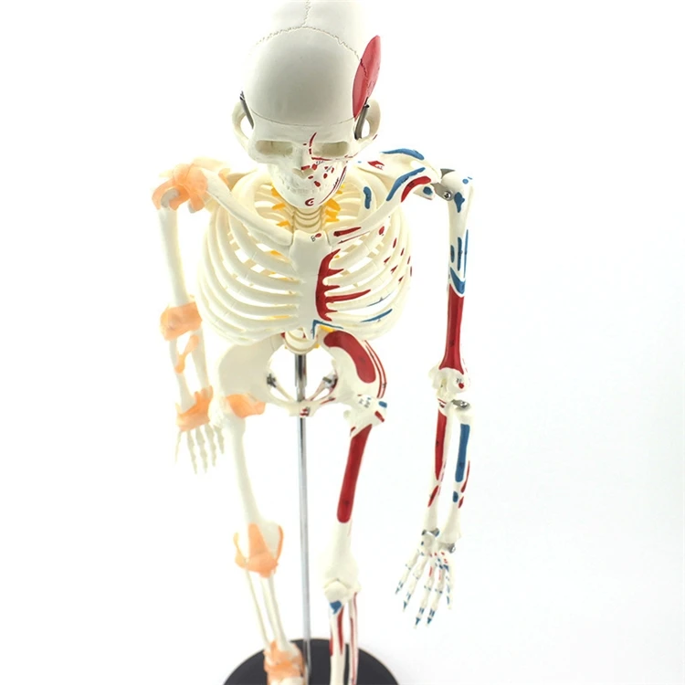 【HOT】Medical Education High Qu - Medical Lab Upgrade avaliação e preço