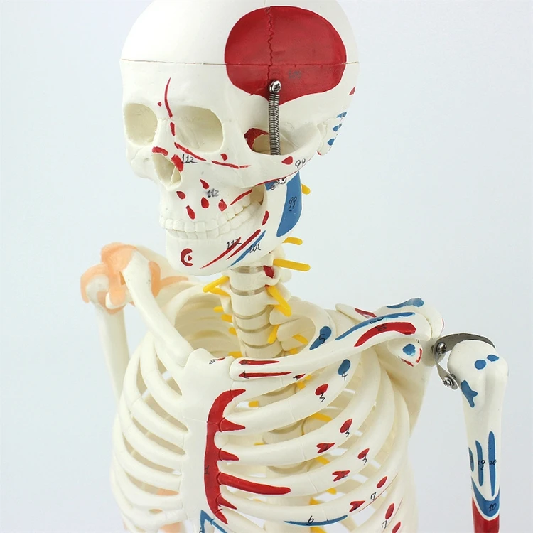 【HOT】Medical Education High Qu - Medical Lab Upgrade avaliação e preço